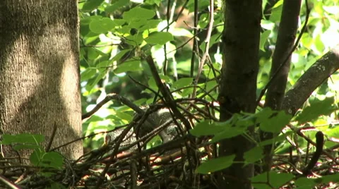 Goshawk Stock Footage 27425970