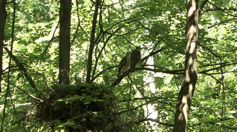 Goshawk Video stock 27430029