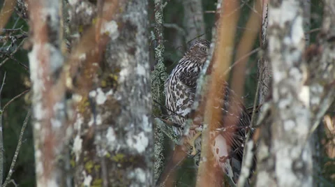 Goshawk Stock Footage 38960286