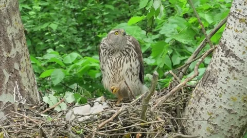 Goshawk, Stock Footage 295173069