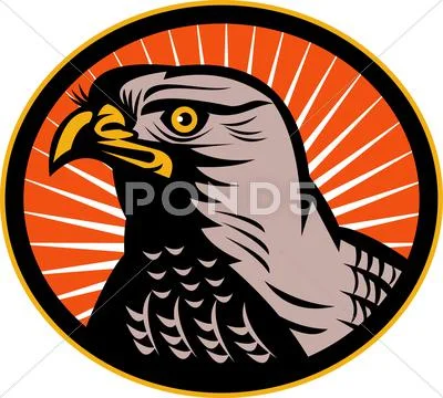 Goshawk head side view Stock Illustration