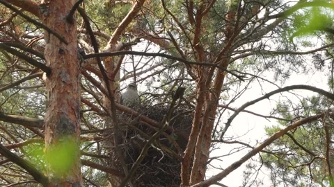 A goshawk in its nest. Video stock 329602459