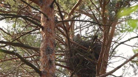 A goshawk in its nest. 動画素材 329602527