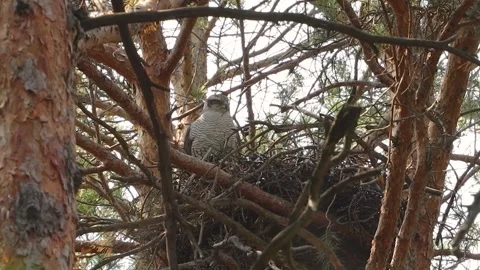 A goshawk in its nest. Stock-Footage 329602559