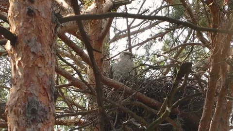 A goshawk in its nest. 動画素材 329602575