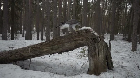 Goshawk on a log eating Stockbeeldmateriaal 243224509