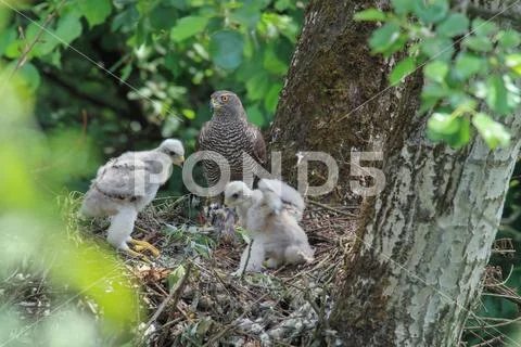 GOSHAWK - OFFSPRING Stock Photos