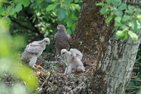 GOSHAWK - OFFSPRING Stock Photos