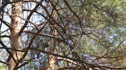 A goshawk perched on a tree. Video stock 329602540