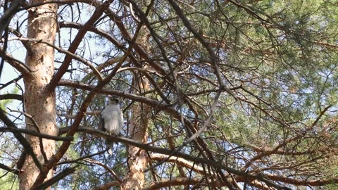 A goshawk perched on a tree. Stock Footage 329602545