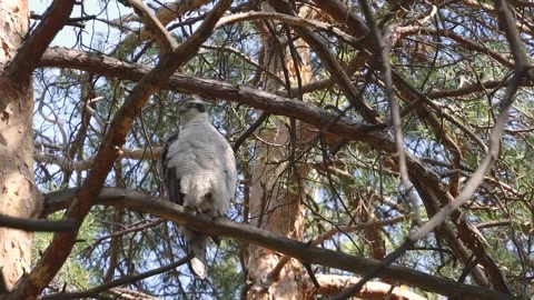 A goshawk perched on a tree. Video stock 329602601