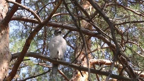 A goshawk perched on a tree. Stock Footage 329602603