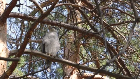 A goshawk perched on a tree. 動画素材 329602625