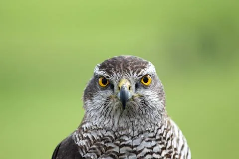 Goshawk Stock Photos