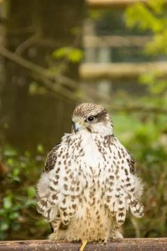 Goshawk Stock Photos