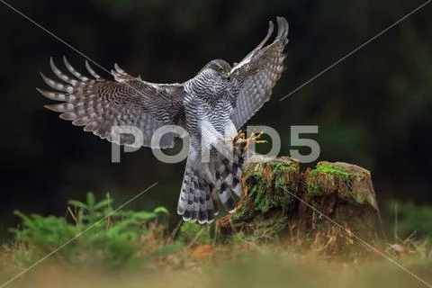 GOSHAWK Stock Photos