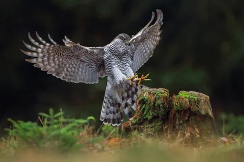 GOSHAWK Stock Photos