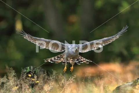 GOSHAWK Stock Photos