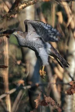GOSHAWK Stock Photos