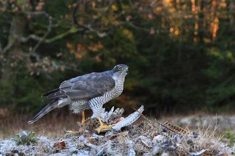 GOSHAWK Stock Photos