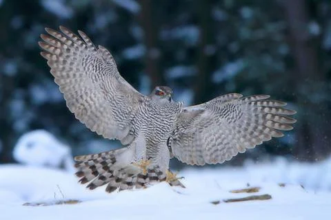 GOSHAWK Foto stock
