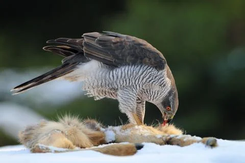 GOSHAWK Foto stock