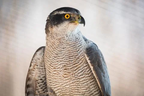 Goshawk portrait Stock Photos