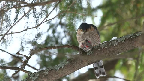 Goshawk Predation Stock Footage 332427906