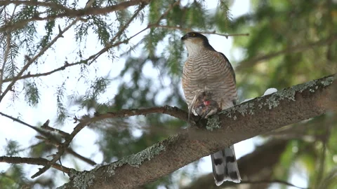 Goshawk Predation Stock Footage 332427912