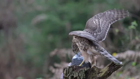 Goshawk sitting on a dead branch and eating a dead wood pigeon Stock Footage 343432573