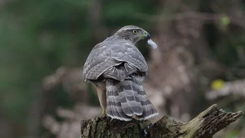 Goshawk sitting on a dead branch plucking feathers from a dead wood pigeon Stock Footage 343432694