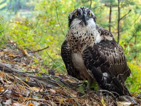 Goshawk sitting on the ground. Hawk close up Stock Photos