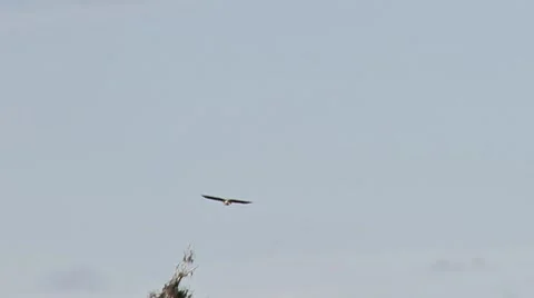 Goshawk Soars and Dives Stock Footage 8917519