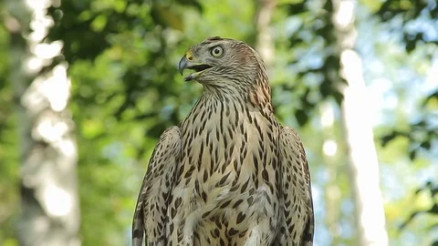 Goshawk stares intently Stock Footage 98794221