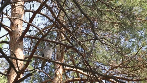 A goshawk in a tree. 動画素材 329602365