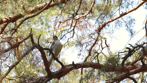 A goshawk in a tree. Stock-Footage 329602370