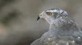 Goshawk in the wild HD Footage