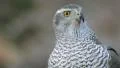 Goshawk in the wild HD Footage