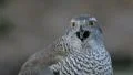 Goshawk in the wild HD 동영상