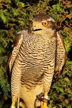 Goshawk(Accipiter gentilis) Stock Photos