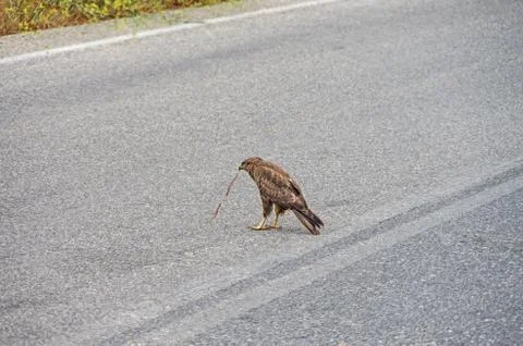 Goshhawk in crete 写真素材