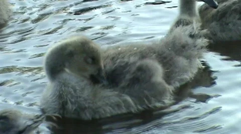 Gosling cleaning Video stock 457496