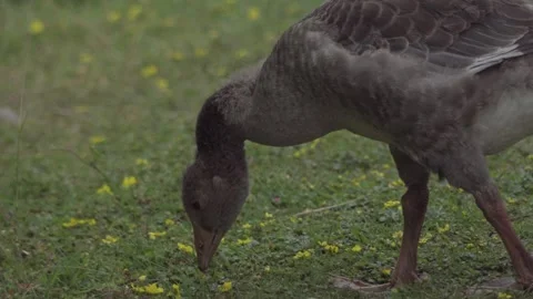 Gosling Foraging on a country path. Stock Footage 245572139