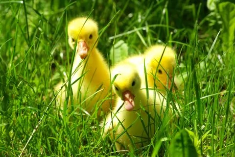 Gosling in grass Stock Photos