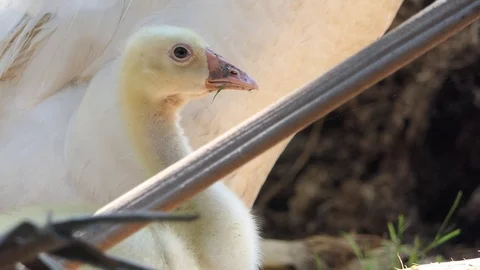 Gosling is looking Stock Footage 106019413