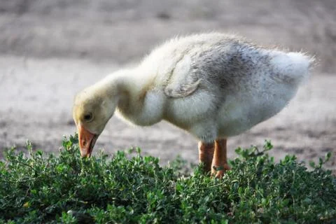 Gosling Stock Photos