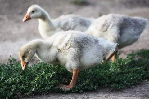 Gosling Stock Photos
