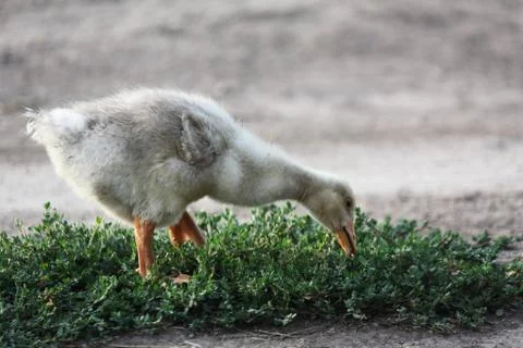 Gosling Stock Photos