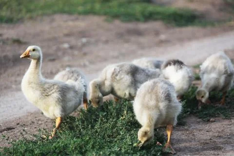 Gosling Stock Photos