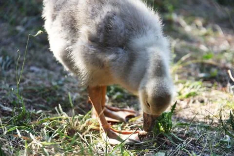 Gosling Stock Photos